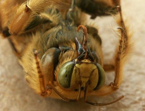 Xylocopa sp.